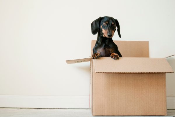 Le déménagement des animaux de compagnie